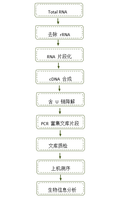 长链非编码RNA