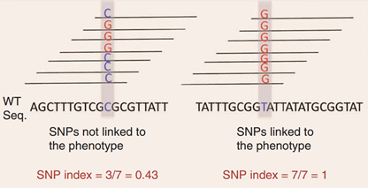 MutMap SNP-index计算方法